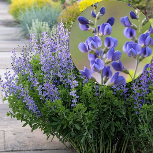 Baptisia australis - Sinine baptiisia P9/0,55L